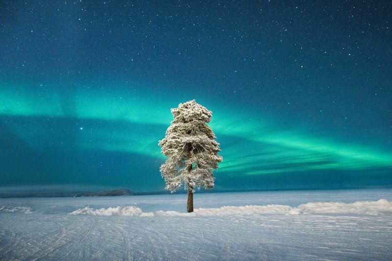 Kategorija 'Aurore' - Drugo mjesto: Lone Tree under a Scandinavian Aurora, autor: Tom Archer