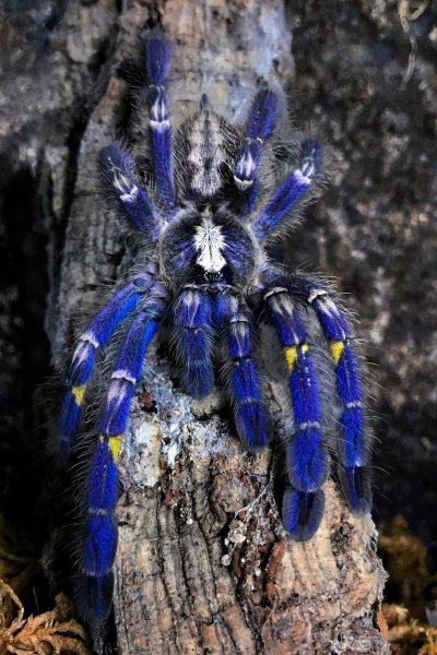 Plava tarantula