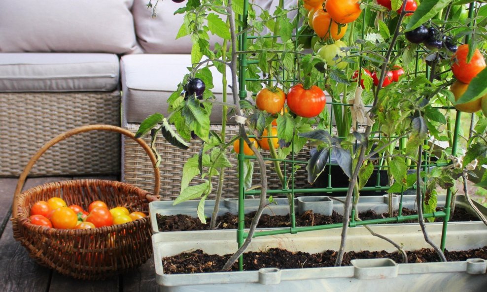 Uzgajanje povrća u teglama daje vam opciju kreiranja vrta u udobnosti doma