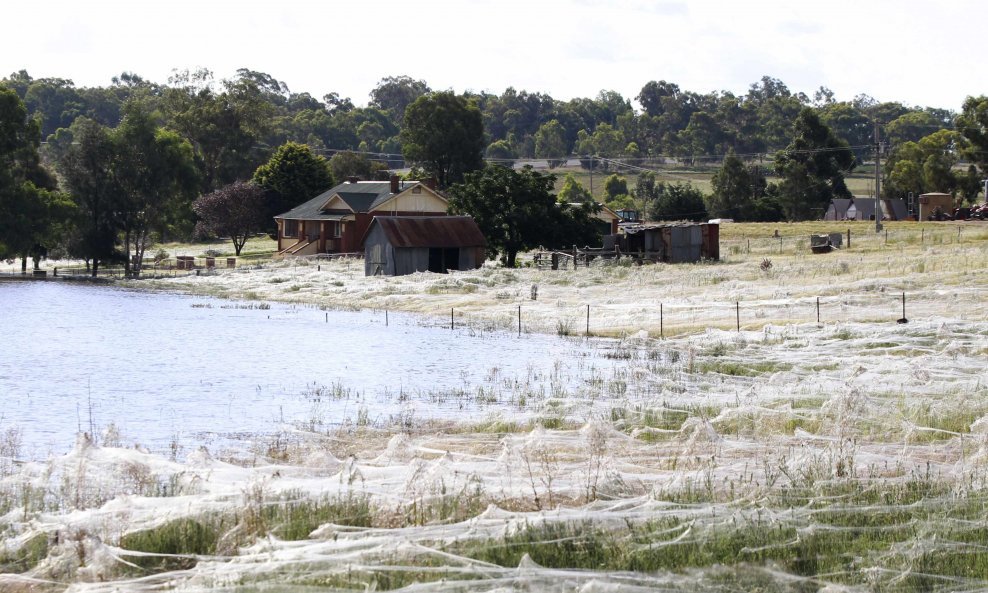 Australija pod paukovim mrežama nakon strašnih poplava