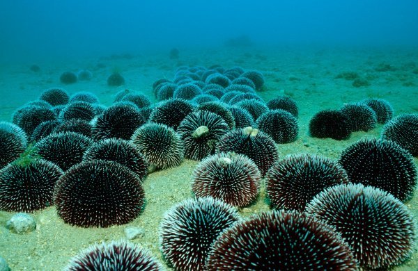 Morski ježinac